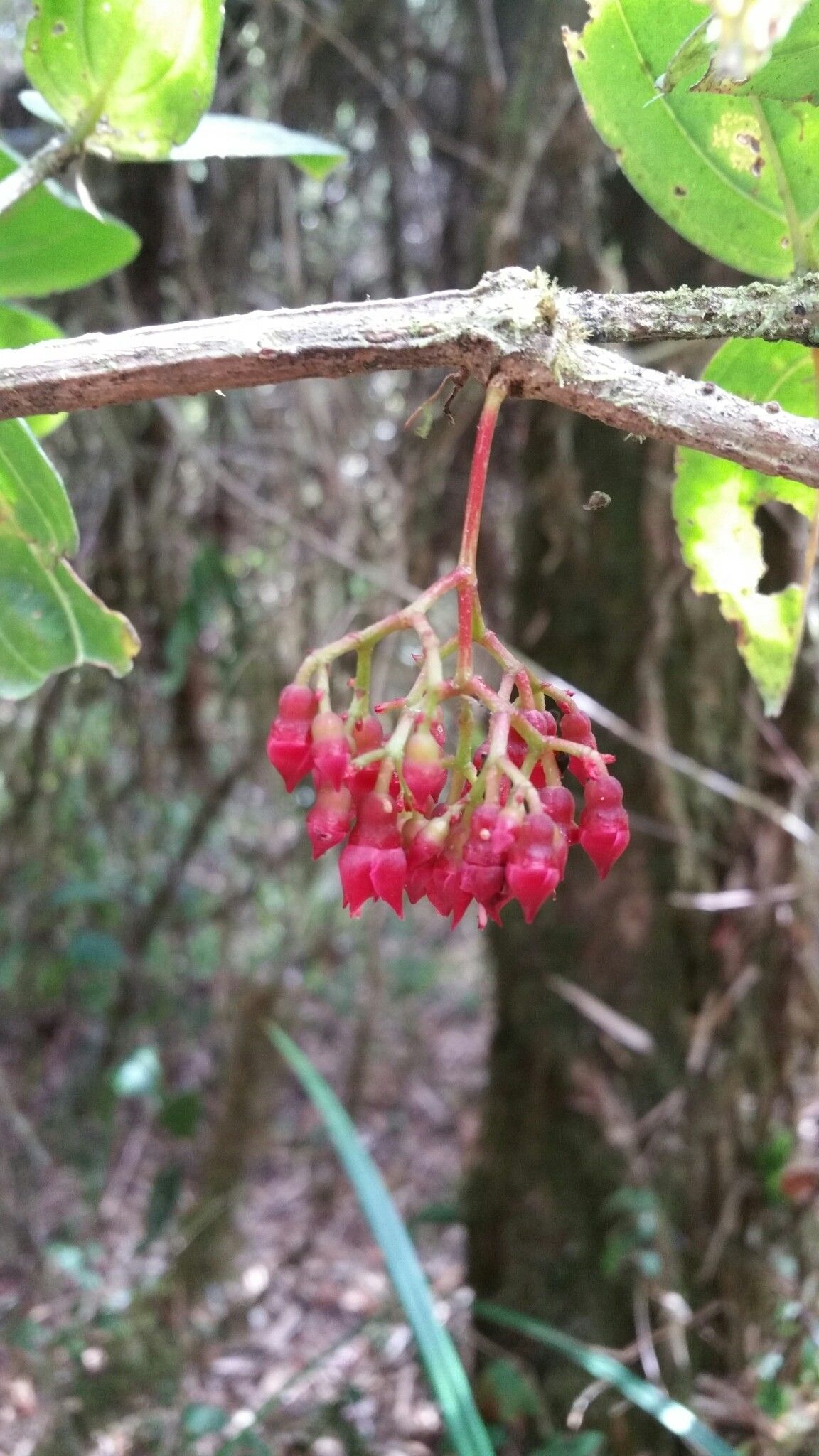 Medinilla cacuminum flower