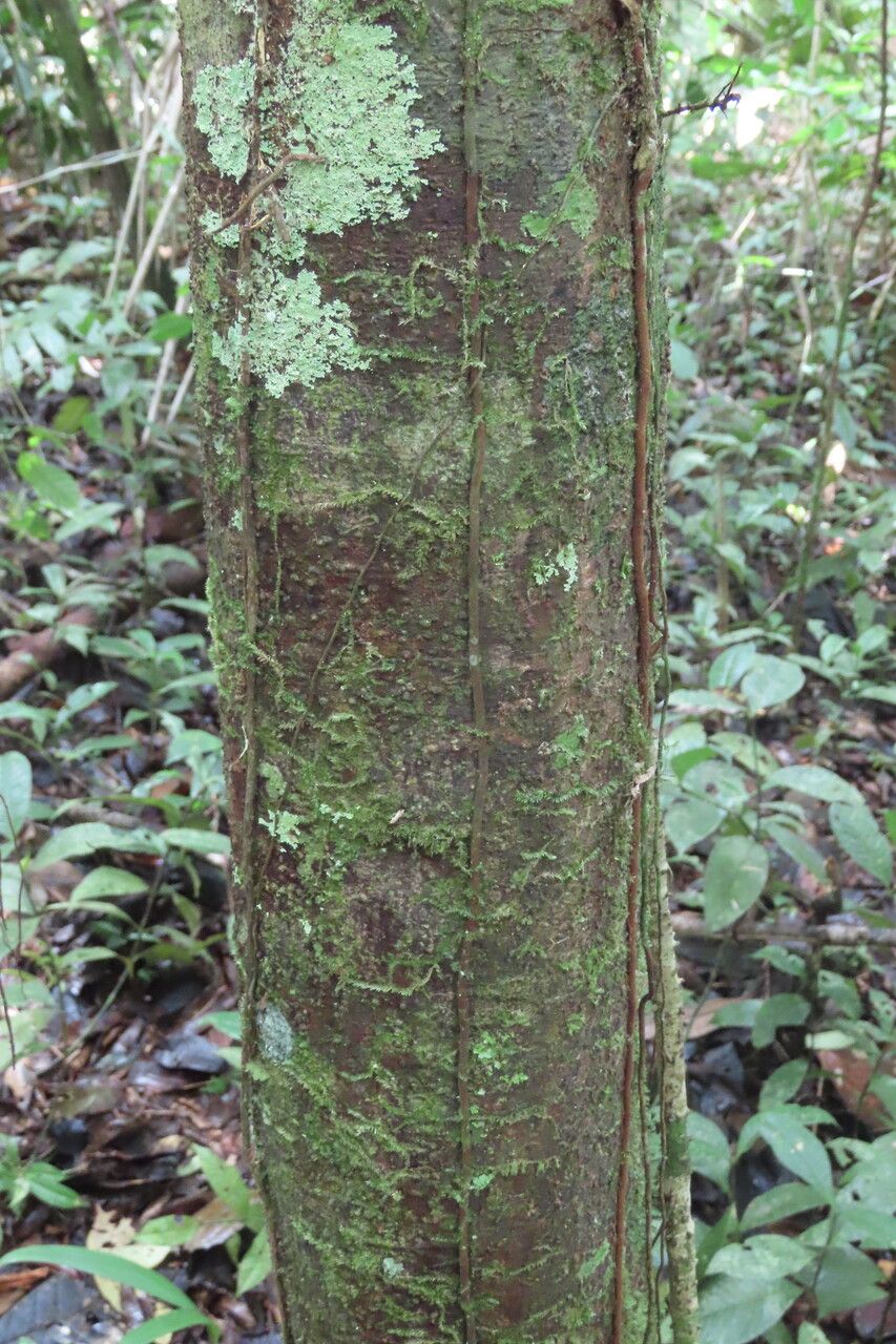 Talisia nervosa bark