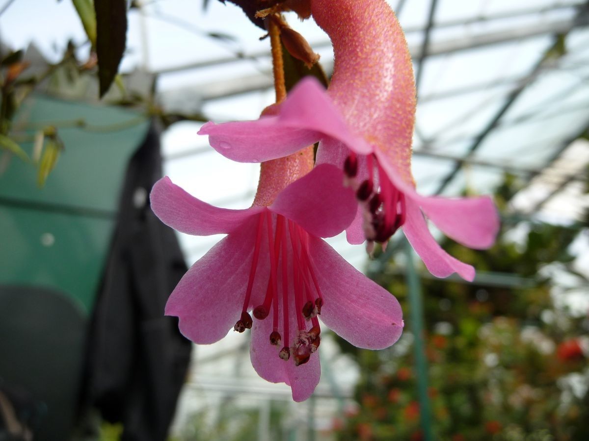 Rhododendron caliginis flower
