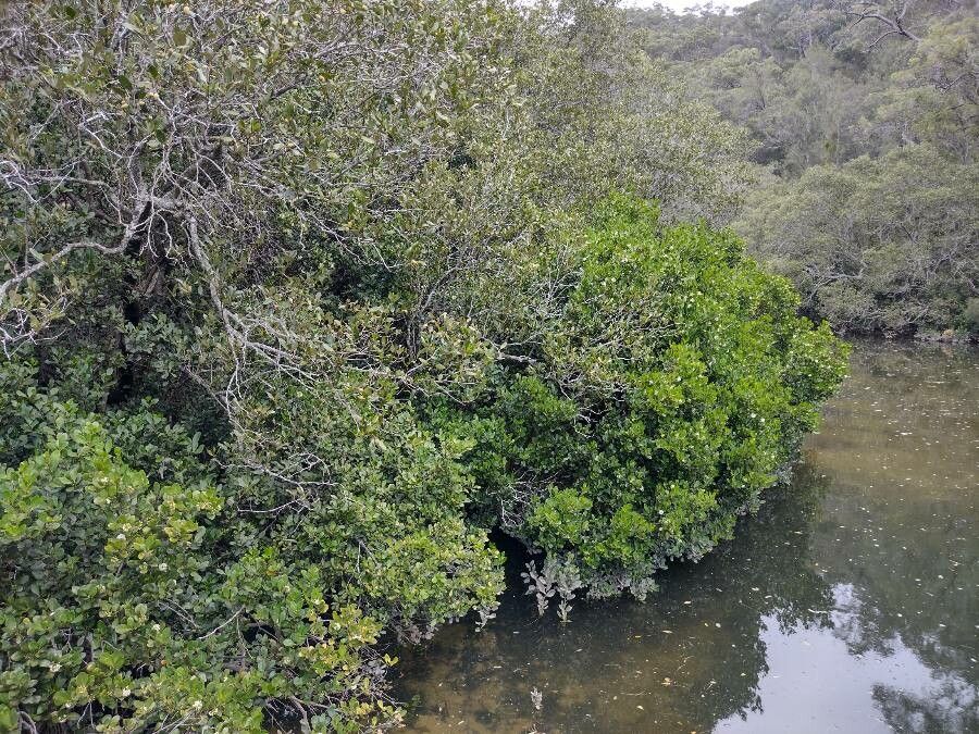 Aegiceras corniculatum habit