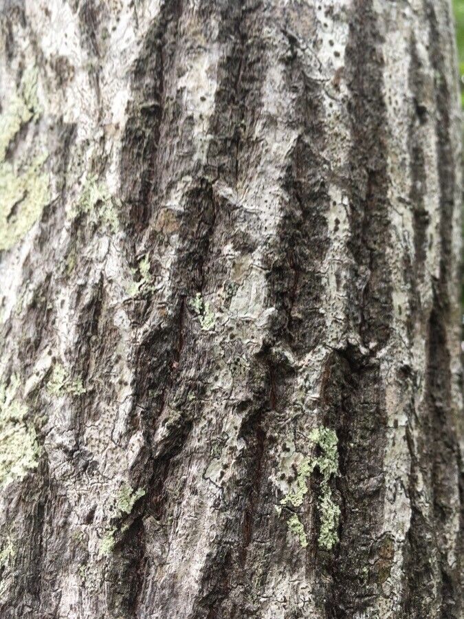 Santalum austrocaledonicum bark