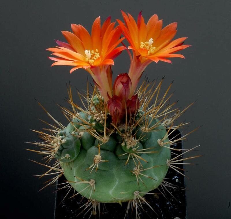 Matucana oreodoxa habit