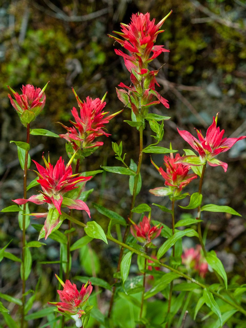 Castilleja miniata habit