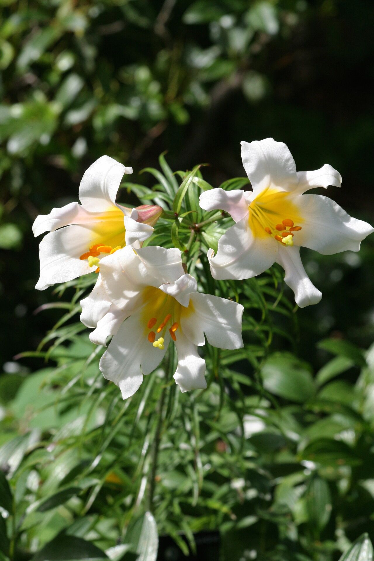 Lilium leucanthum — houseplant care guide