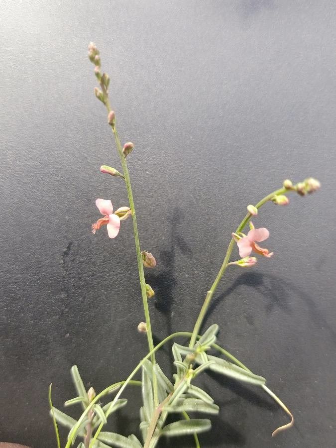 Polygala amboniensis flower