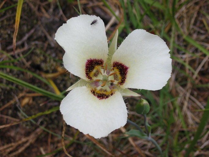 Calochortus umpquaensis — search result for 'Festuca'