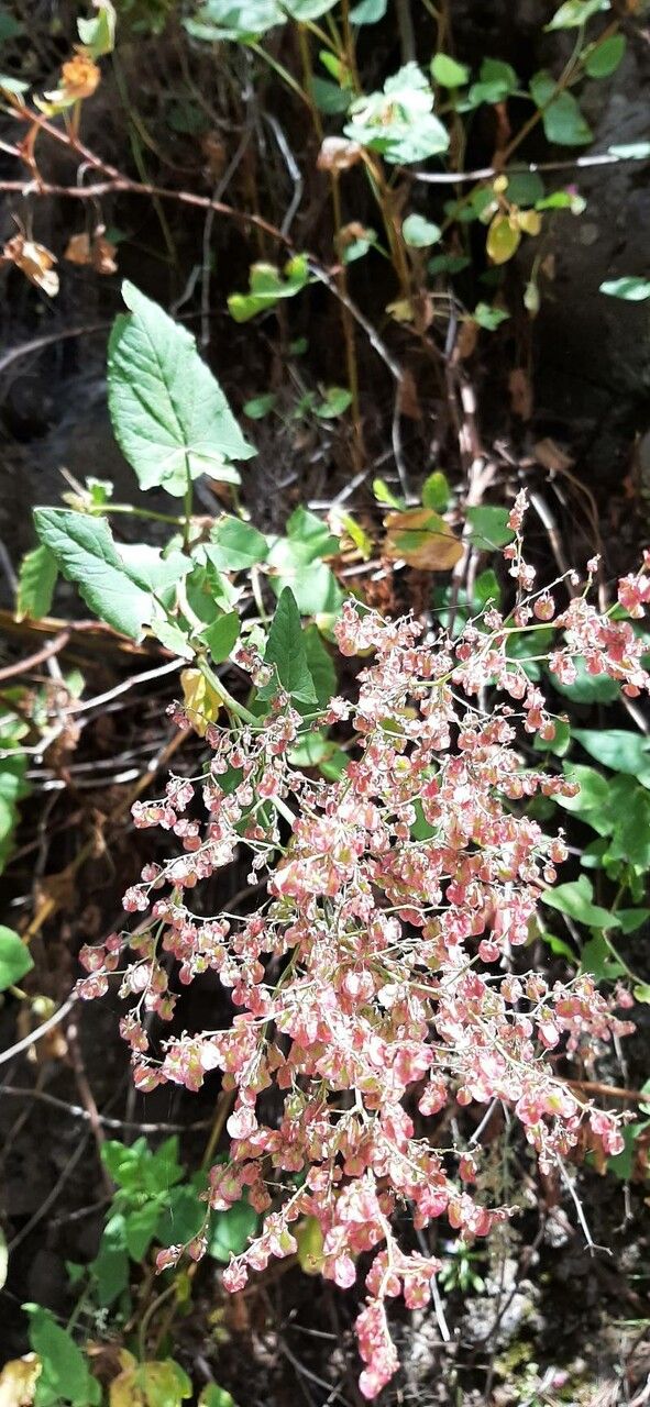 Rumex maderensis fruit