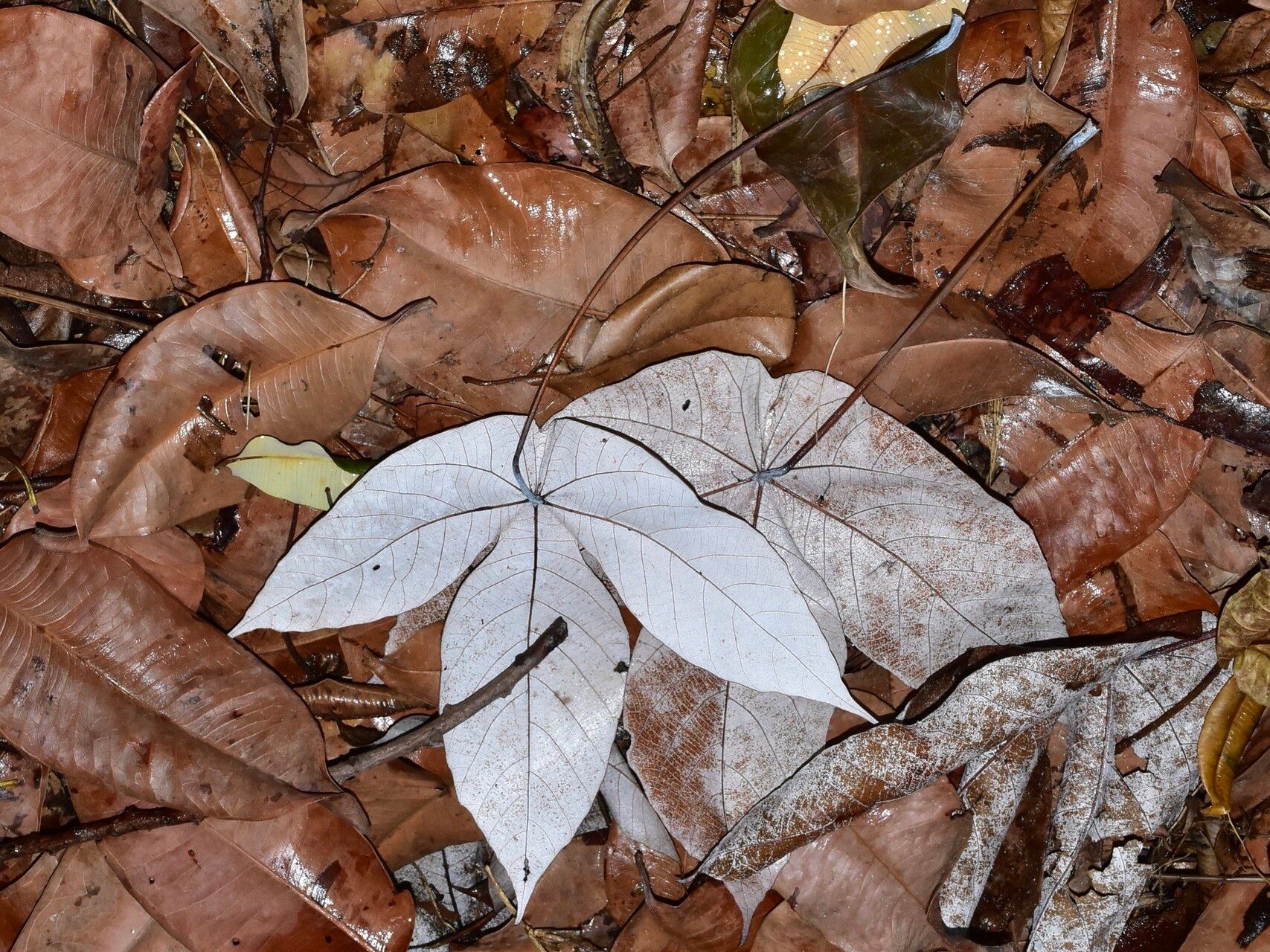 Macaranga hypoleuca leaf
