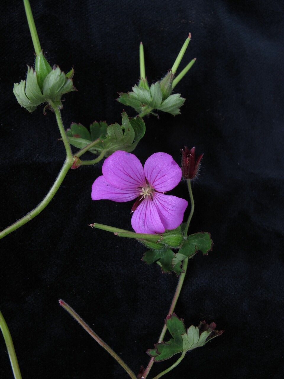 Geranium polyanthes — houseplant care guide