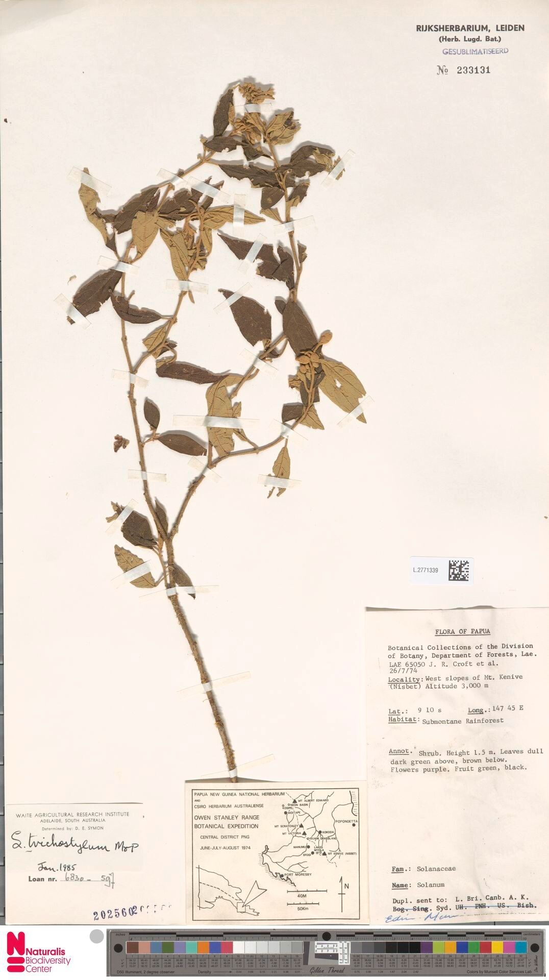 Solanum petilum — houseplant care guide