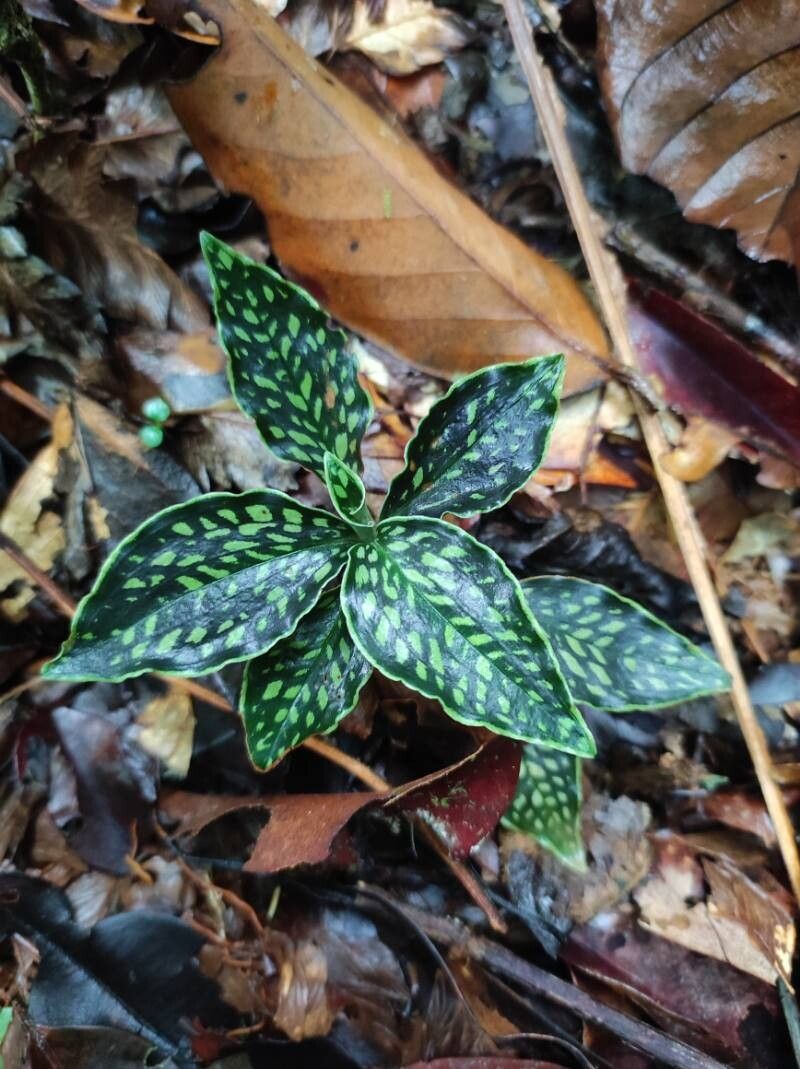 Microchilus tessellatus — related species from the same genus