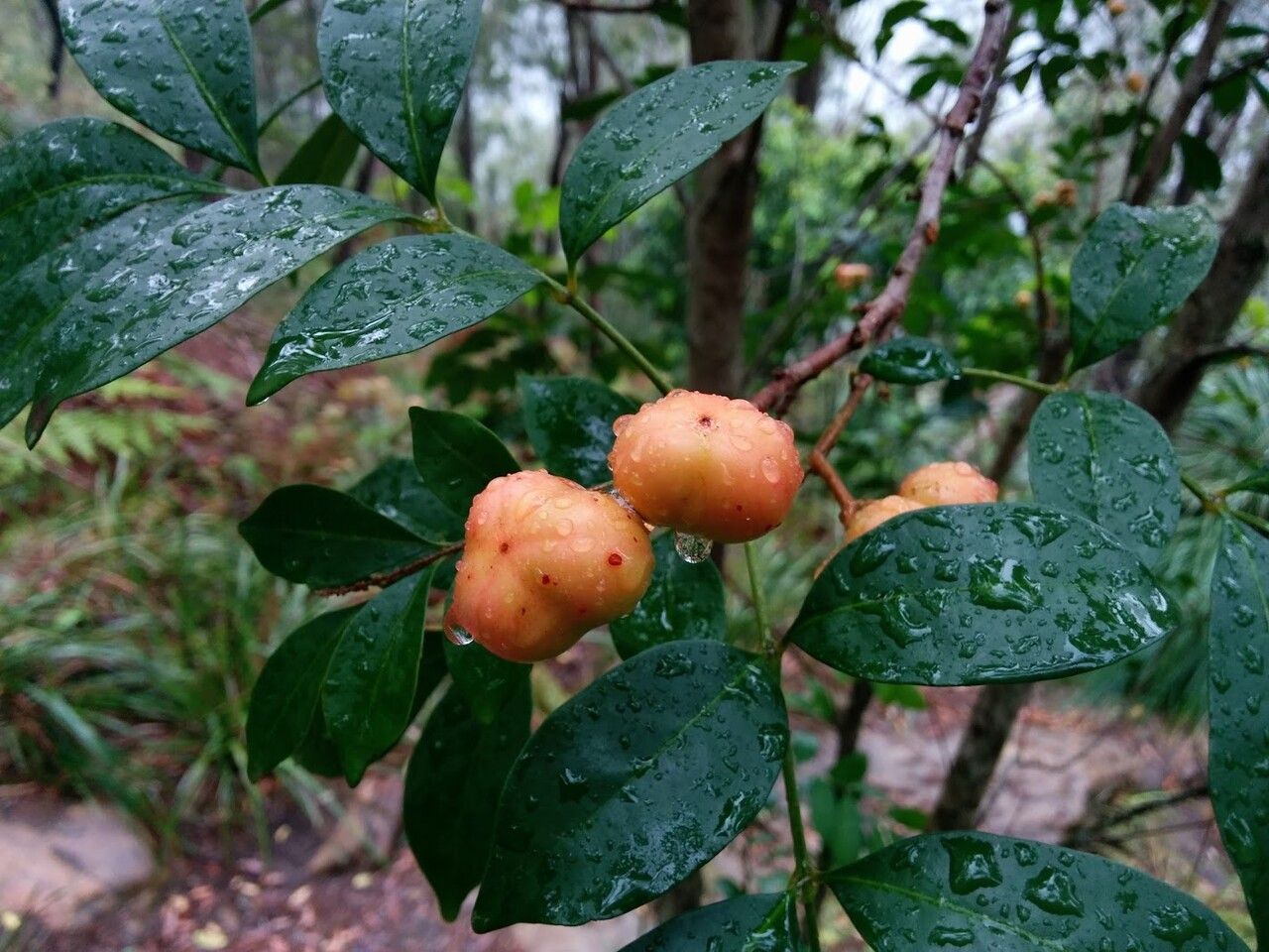 Synoum glandulosum — search result for 'Meliaceae'