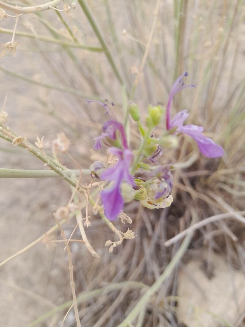 Teucrium oliverianum flower
