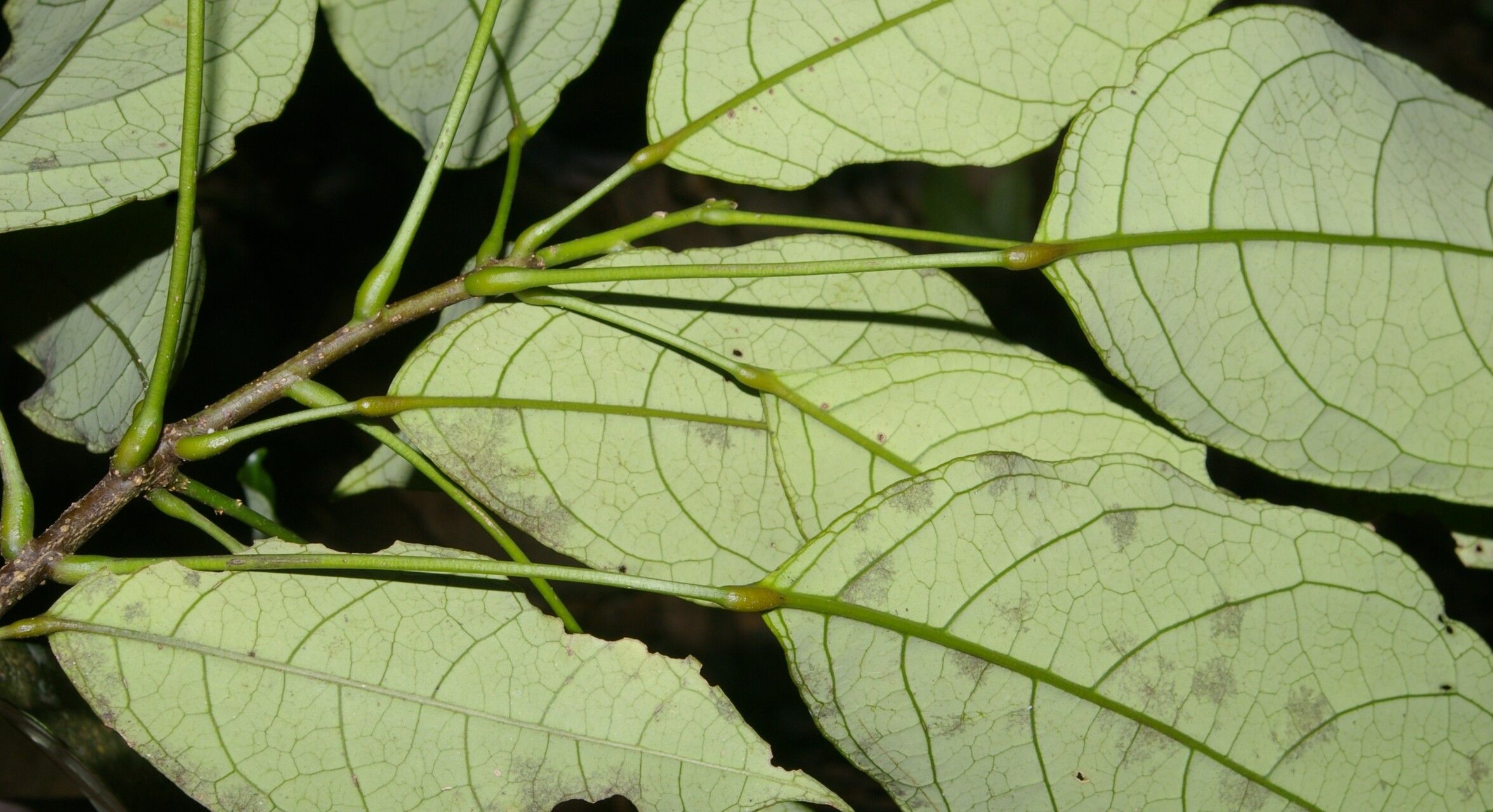 Morisonia uniflora leaf