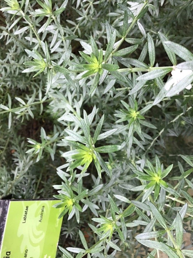 Westringia longifolia — houseplant care guide