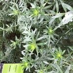 Westringia longifolia