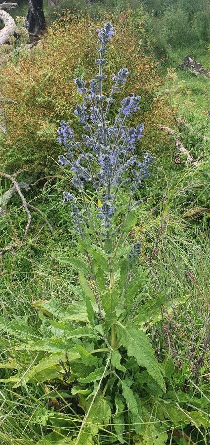 Salvia nilotica flower