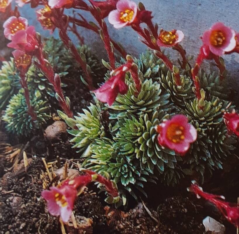 Saxifraga × irvingii — houseplant care guide