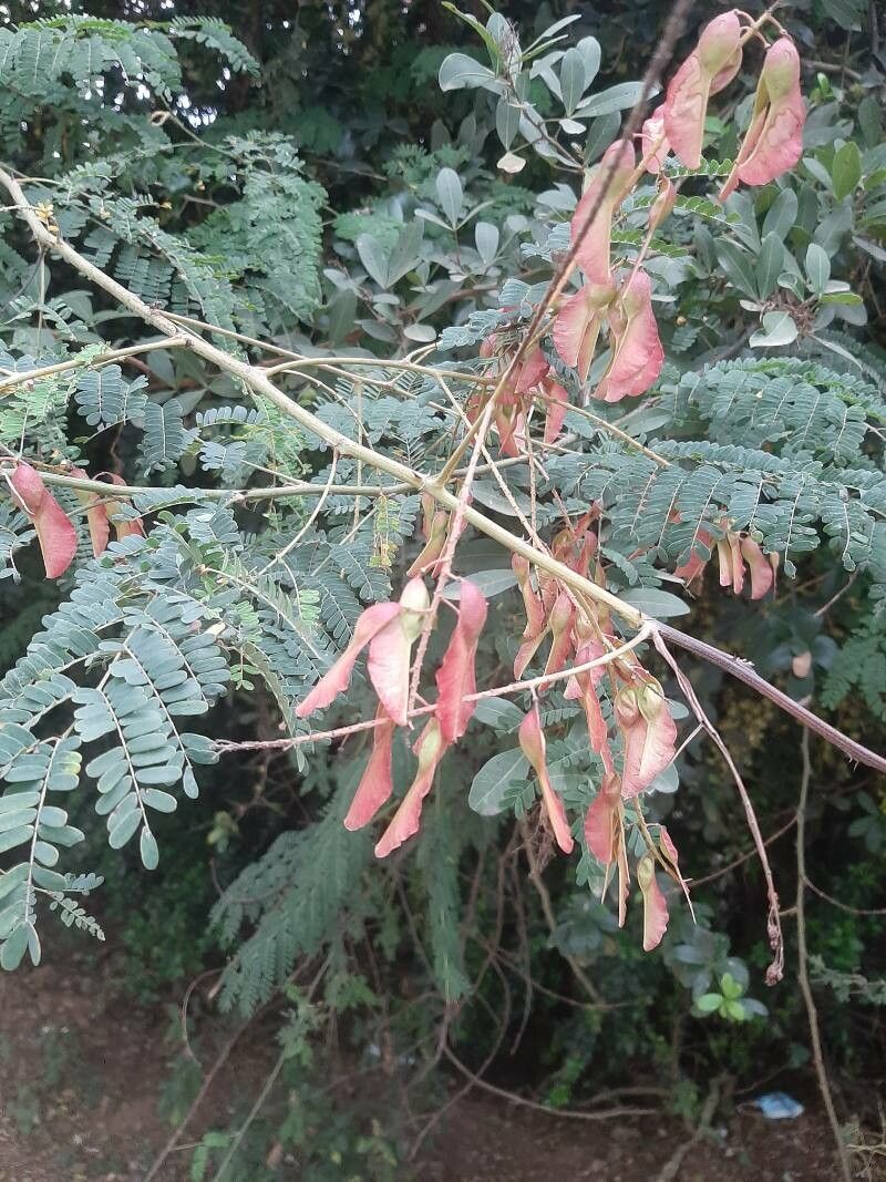 Pterolobium stellatum flower