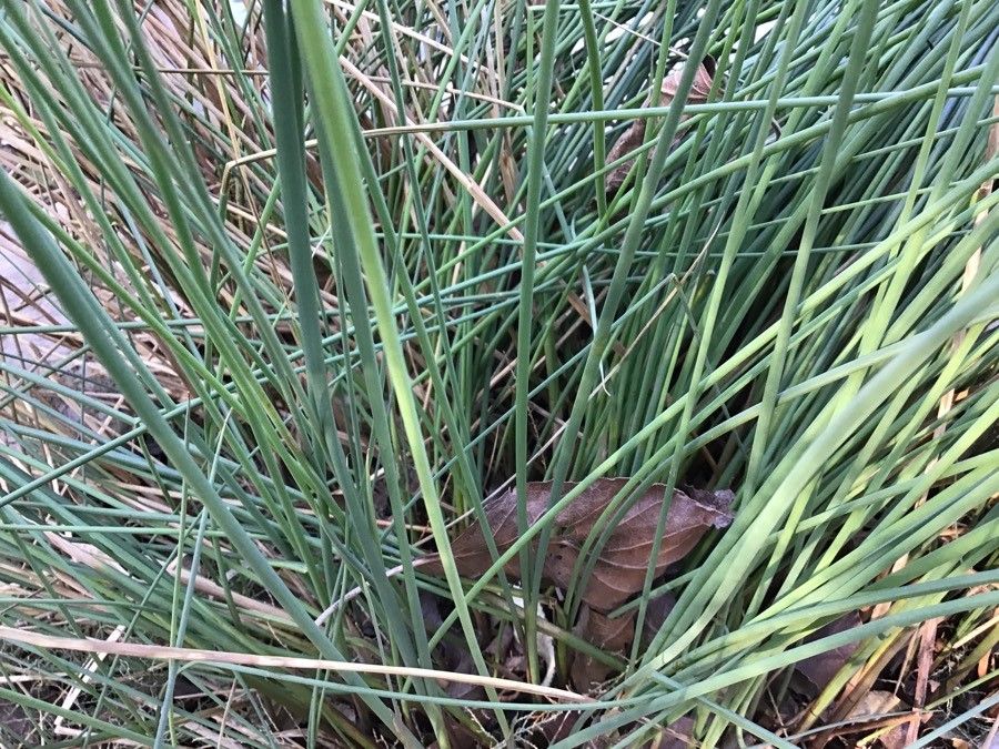 Juncus subulatus — search result for 'Juncus'