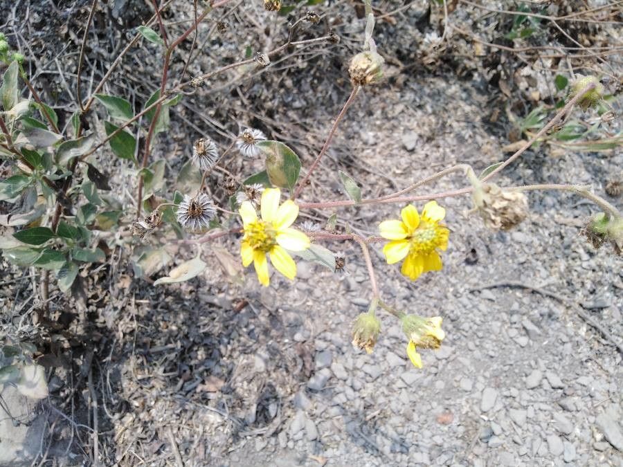 Encelia canescens leaf