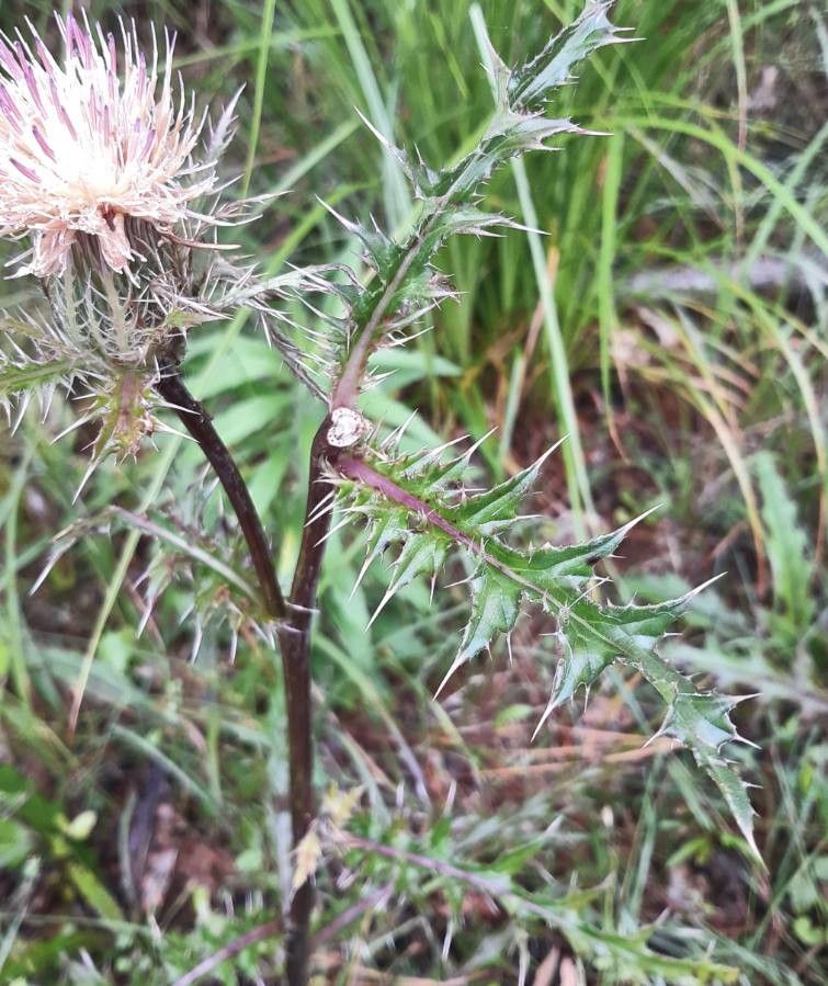 Cirsium horridulum leaf