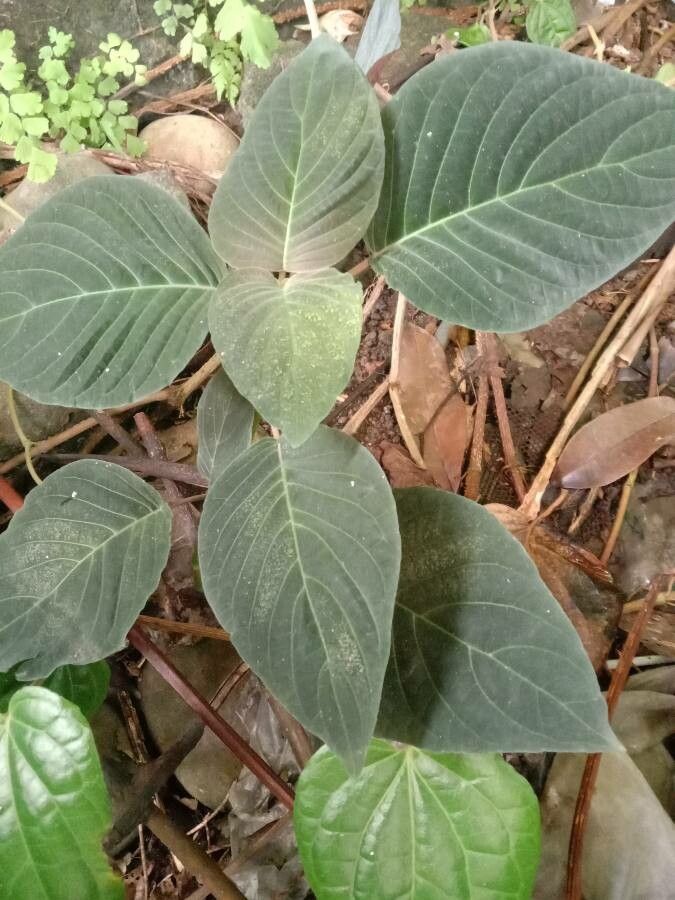 Desmodium gangeticum leaf