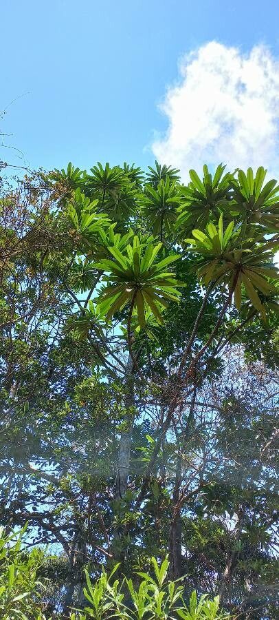 Meryta oxylaena — related species from the same genus