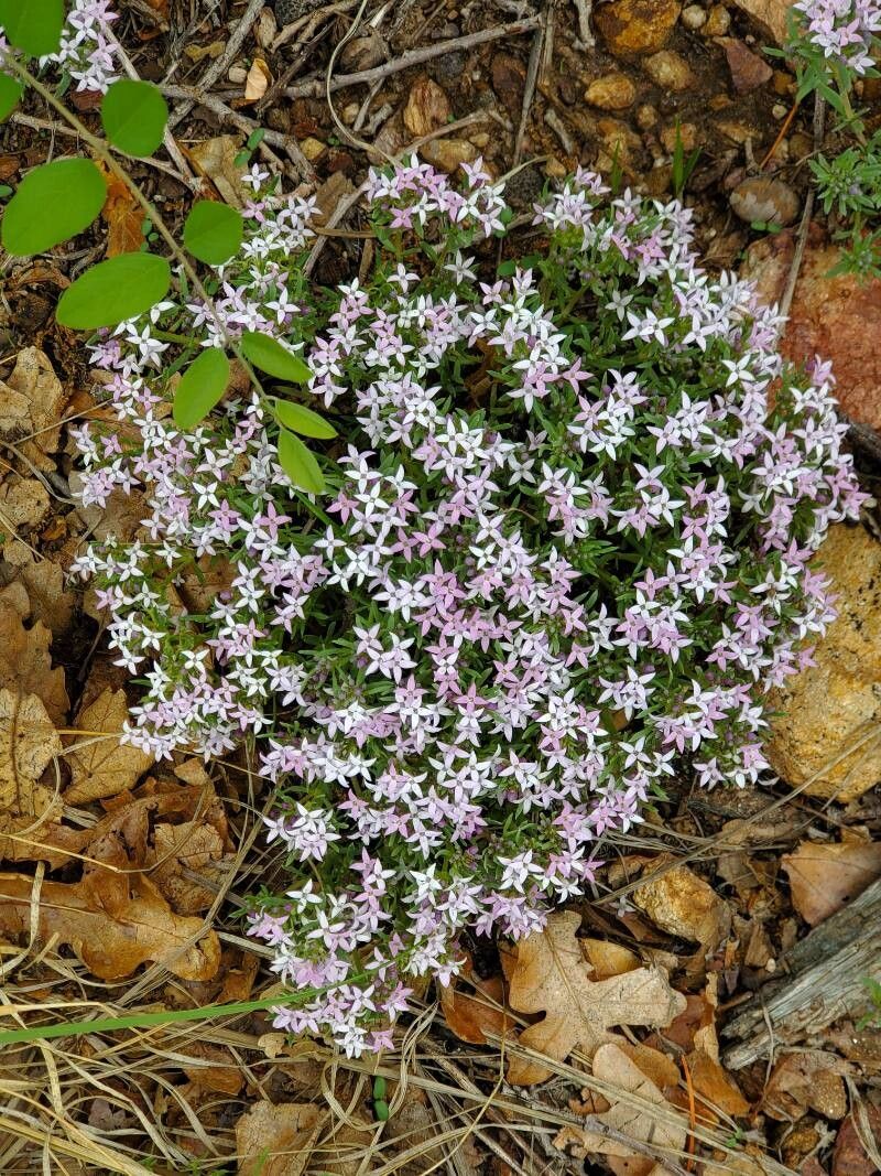 Houstonia rubra flower