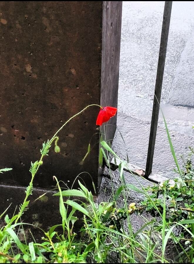 Papaver spp. — search result for 'Papaver'