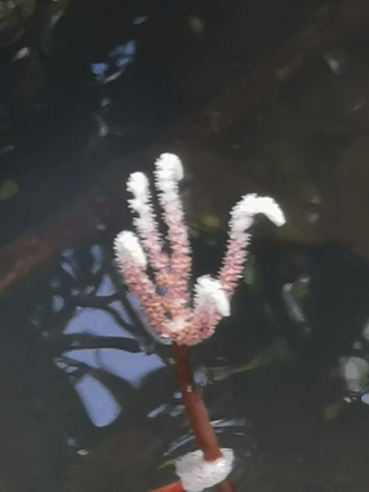 Aponogeton bernierianus flower