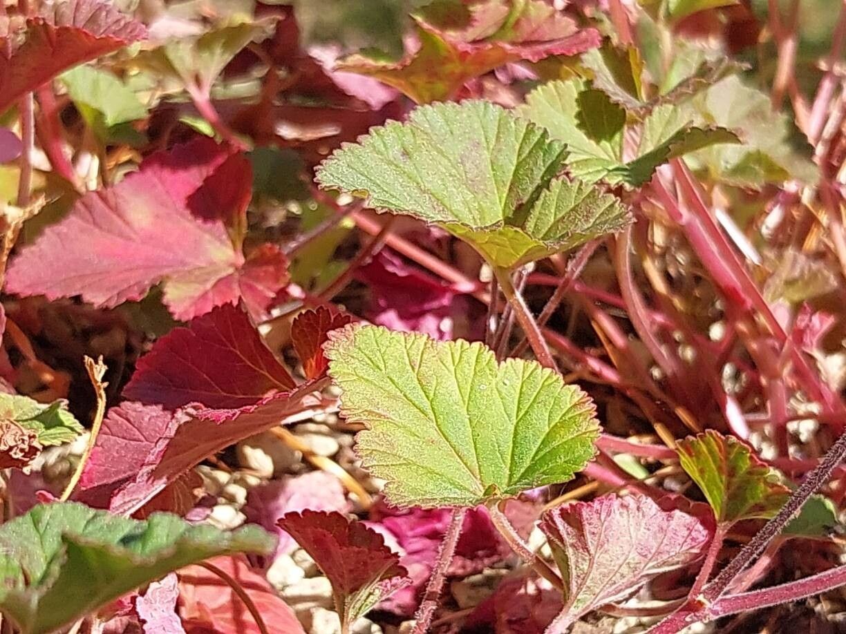 Pelargonium littorale leaf