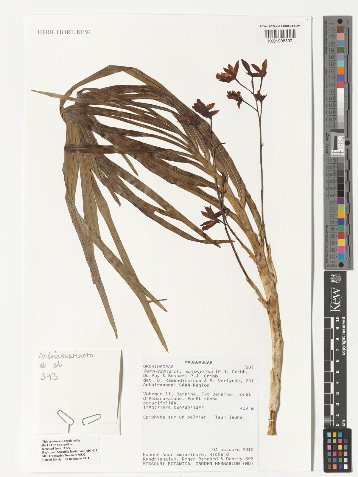 Eulophia epiphytica — houseplant care guide