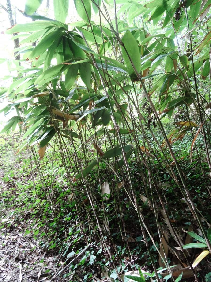 Sasa kurilensis habit