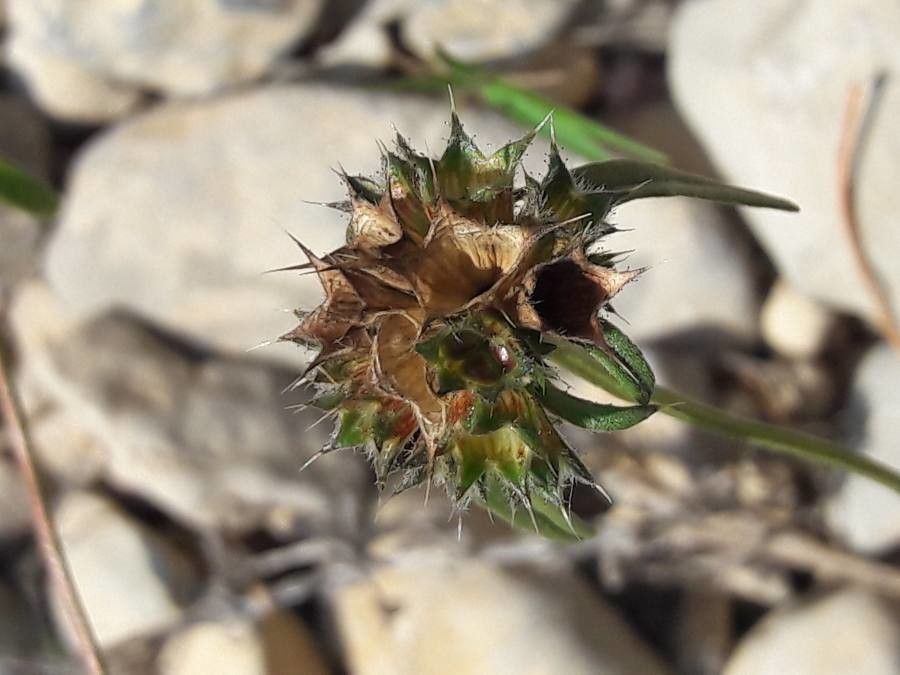 Galeopsis angustifolia fruit