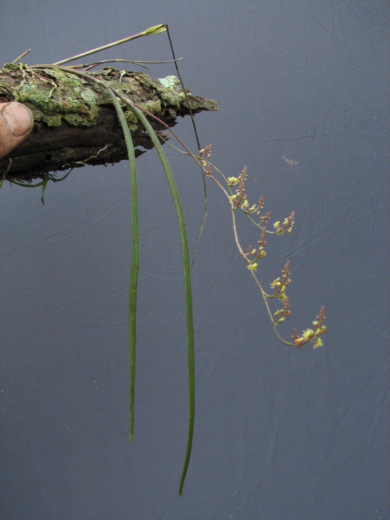Polystachya tenuissima habit