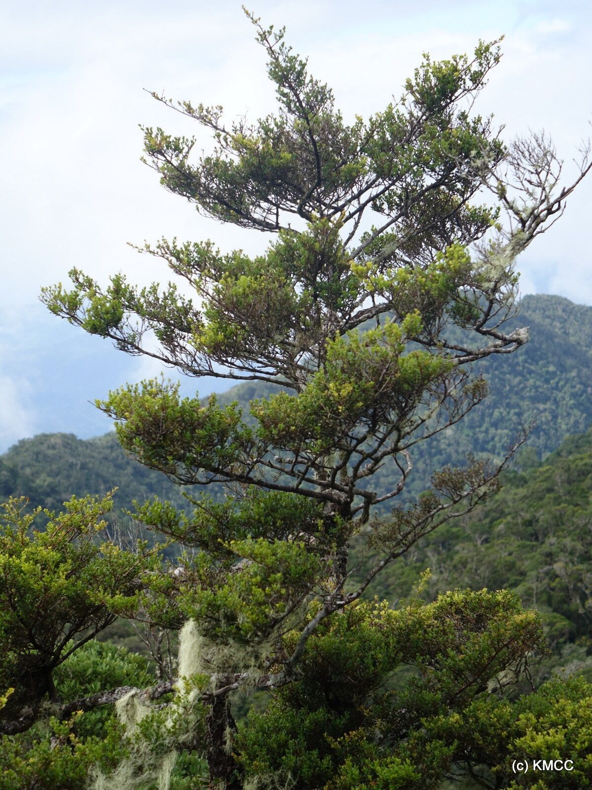 Symphonia clusioides — related species from the same genus