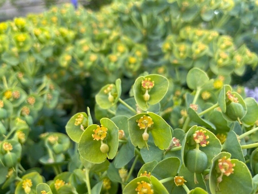 Euphorbia linifolia fruit