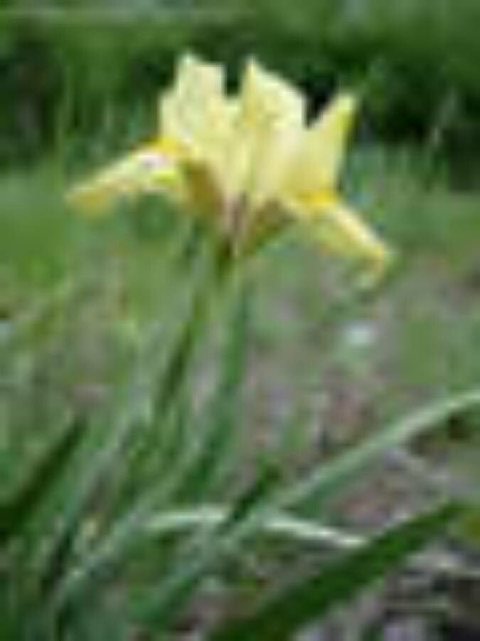 Iris humilis flower