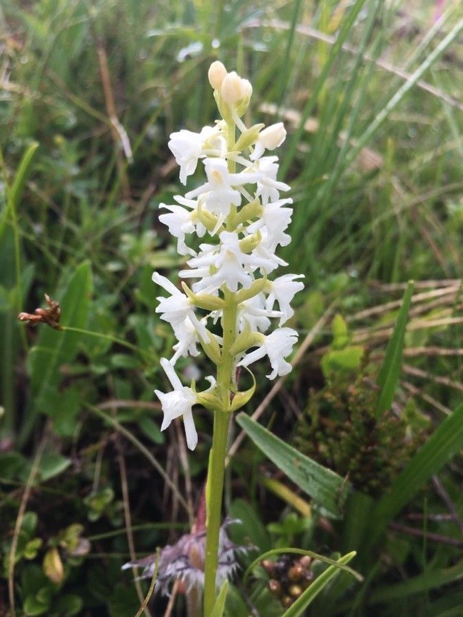 Gymnadenia odoratissima flower