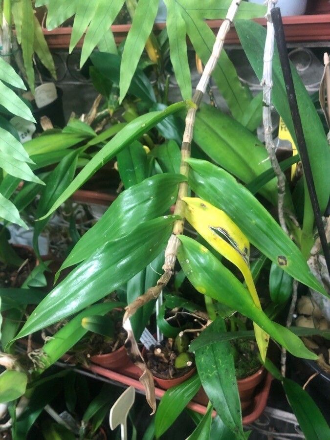 Dendrobium miyasakii leaf