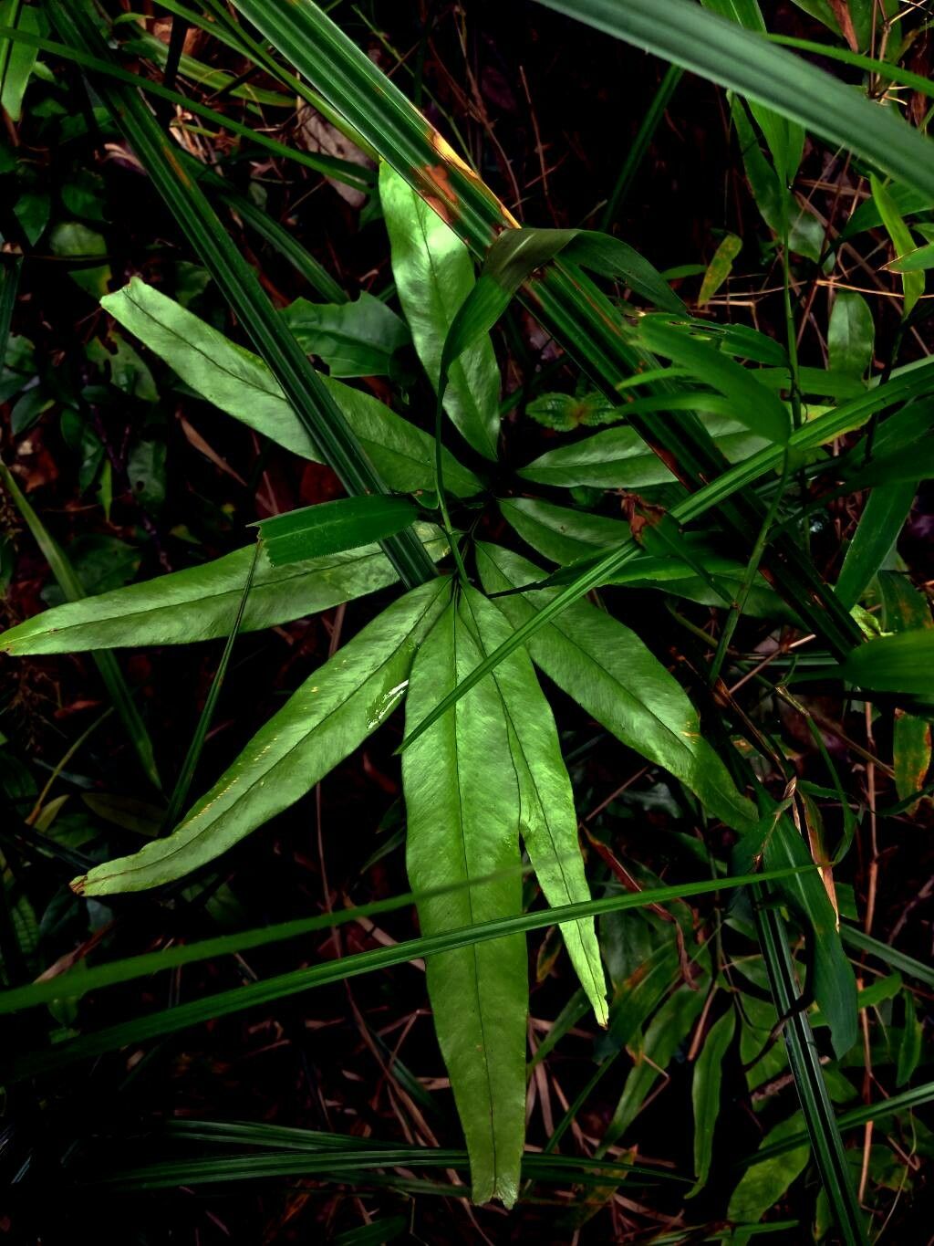 Lindsaea ensifolia — houseplant care guide