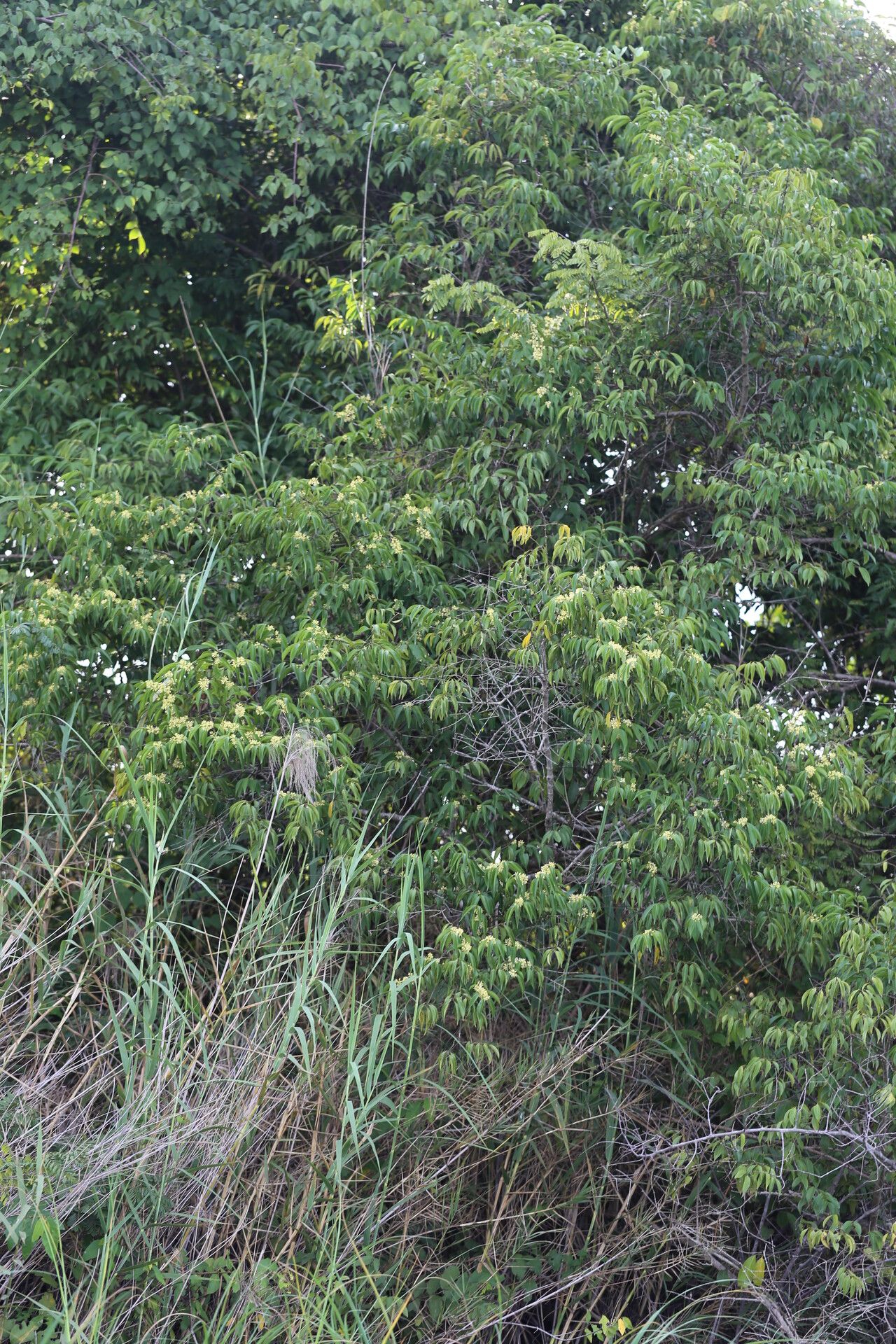 Strychnos xantha habit