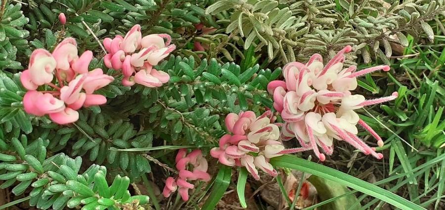 Grevillea lanigera flower