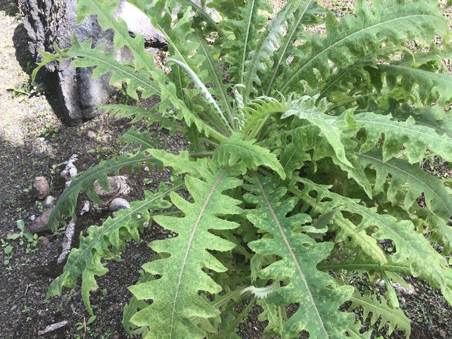 Sonchus hierrensis — search result for 'Sonchus'