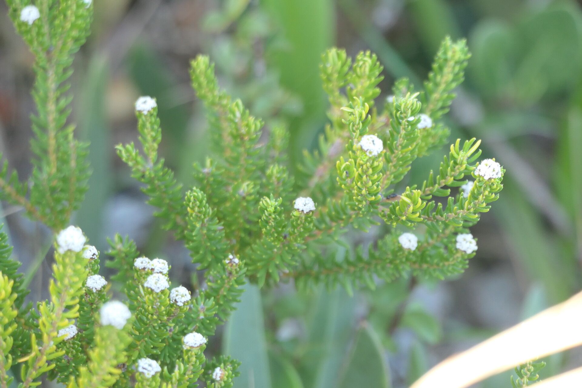 Phylica ericoides habit