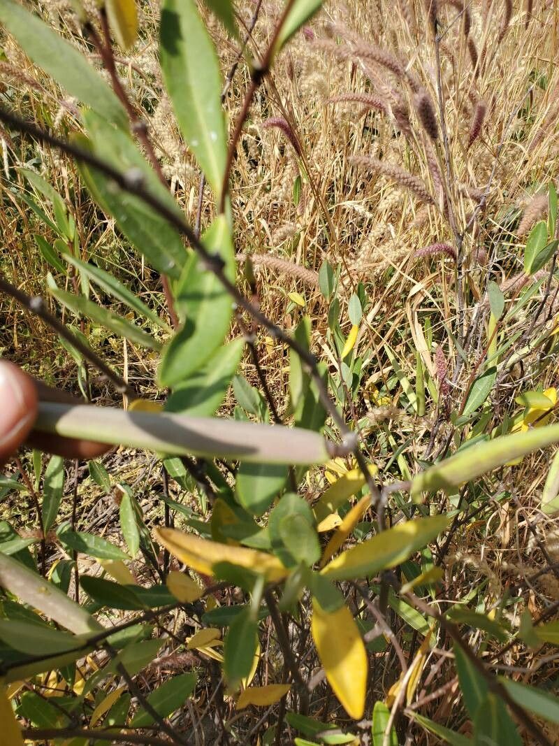 Cryptolepis oblongifolia leaf