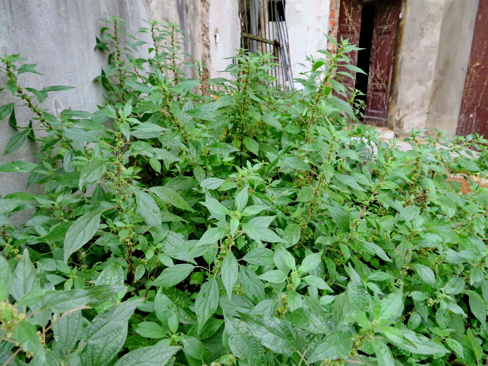Amaranthus graecizans habit
