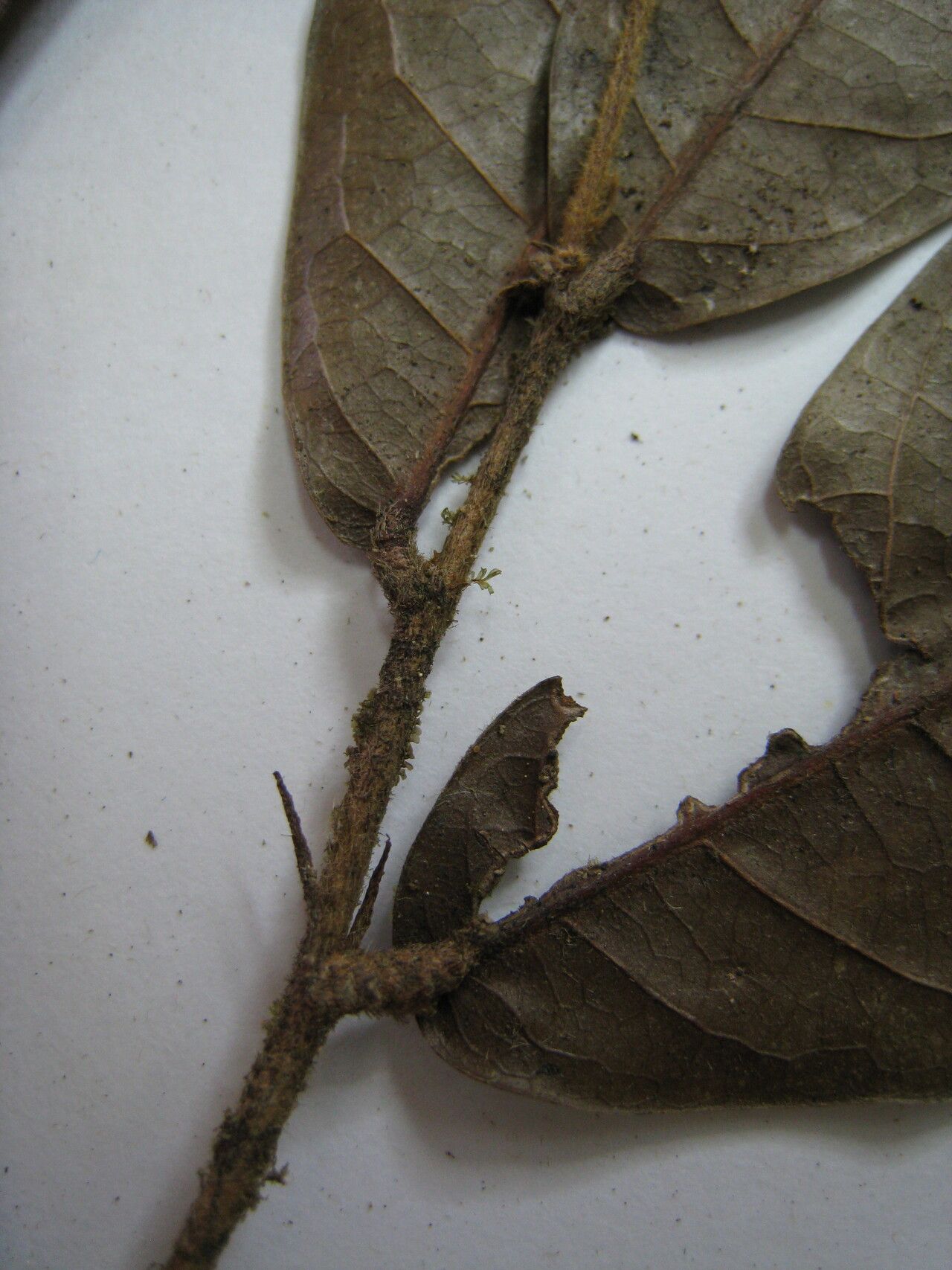 Hirtella araguariensis — related species from the same genus