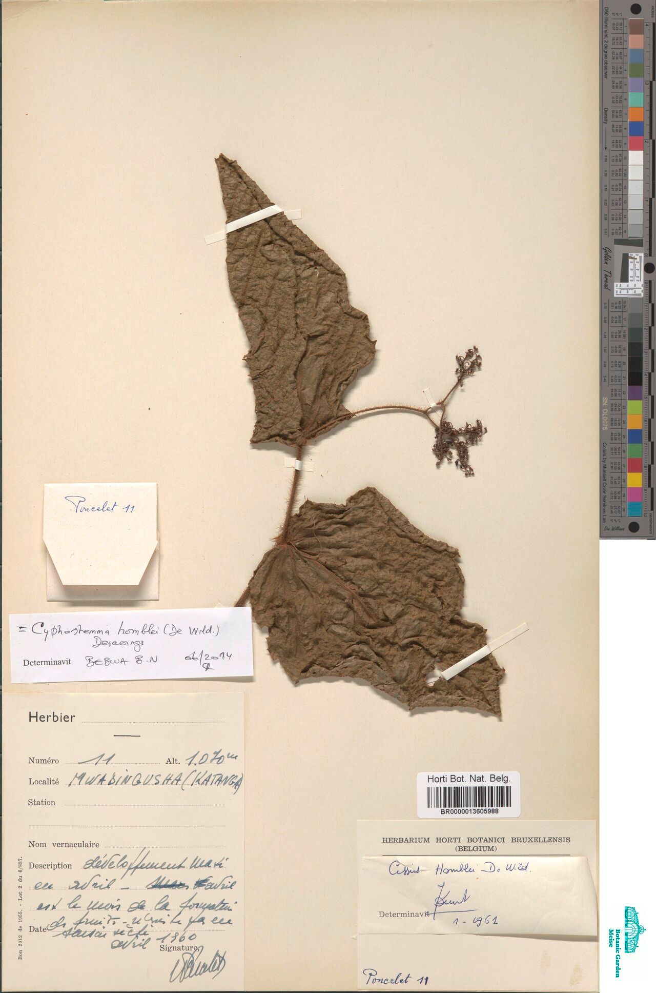 Cyphostemma homblei — houseplant care guide